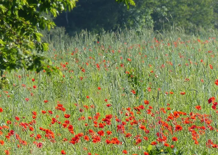 Au Ptit Coquelicot
